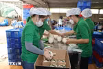 Envasado de coco fresco para exportación en la compañía Mekong Fruit, comuna de Huu Dinh, distrito de Chau Thanh, provincia de Ben Tre. (Fuente: VNA)