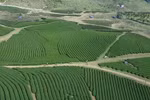 Moc Chau – Destino atractivo en regiones montañosas 