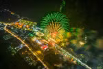Celebran por primera vez espectáculo de pirotecnia y vídeo mapping en Tay Ninh