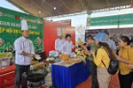 Kon Tum: Récord de Vietnam en preparación de platos utilizando ginseng local