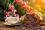 Exportaciones de café de Vietnam aumentan 33,2% en primer semestre