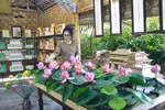 Empresa vietnamita presenta productos de flor de loto
