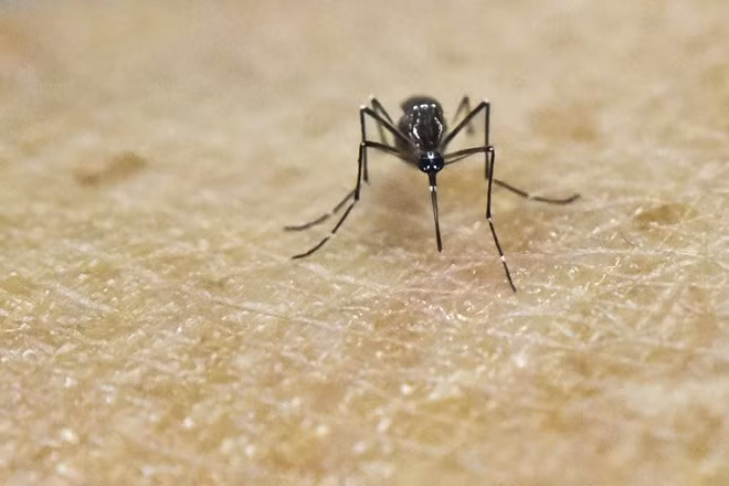 Vietnam advierte riesgos de fiebre amarrilla ảnh 1