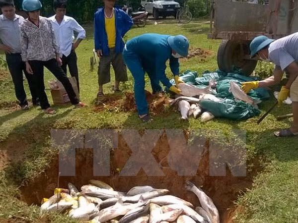 Atribuyen muerte de peces en Binh Thuan a falta de oxigeno ảnh 1