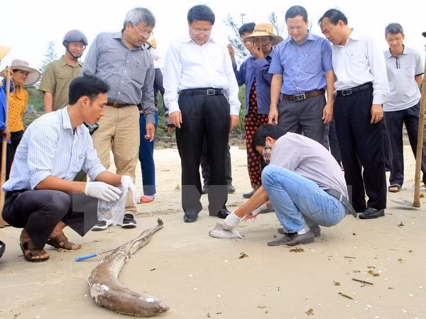 Vietnam aclarará pronto causas de muerte masiva de peces en costa central ảnh 1