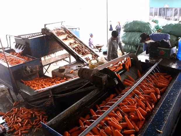 Vietnam y Estados Unidos proyectan impulsar cooperación agrícola ảnh 1 Vietnam y Estados Unidos proyectan impulsar cooperación agrícola ảnh 1