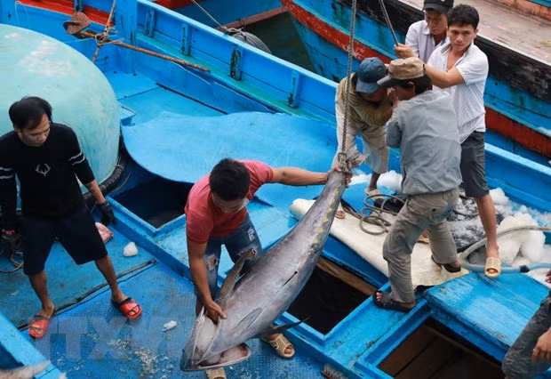 Vietnam prevé crecimiento de sus exportaciones de atún para 2020 ảnh 1