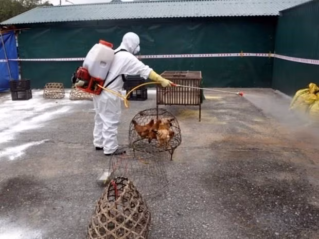 Vietnam se blinda ante brote de gripe aviar H5N1 en China ảnh 1