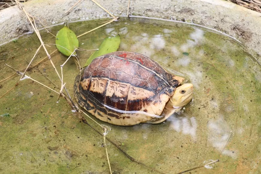 Visitan hogar de especies raras de tortugas en el parque vietnamita de Cuc Phuong ảnh 1