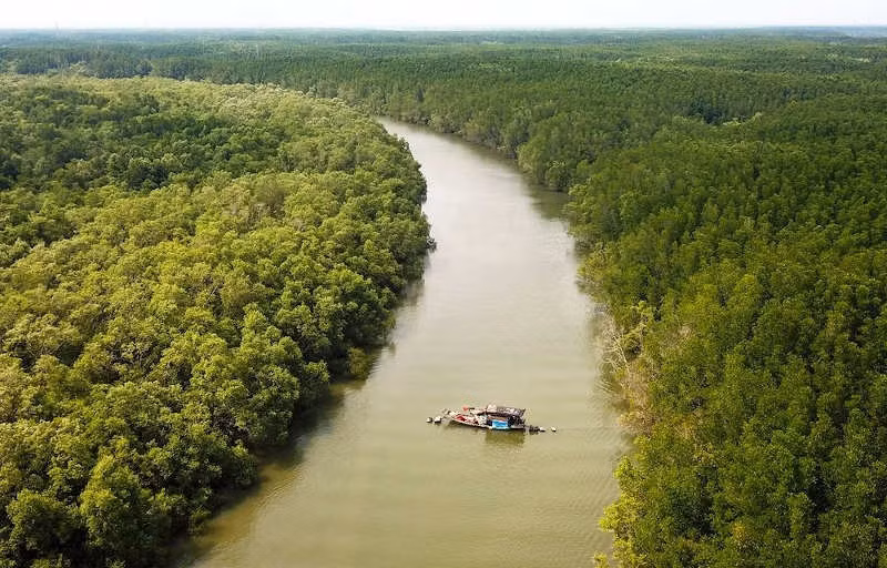 Vietnam busca promover protección y desarrollo de bosques en áreas costeras ảnh 1