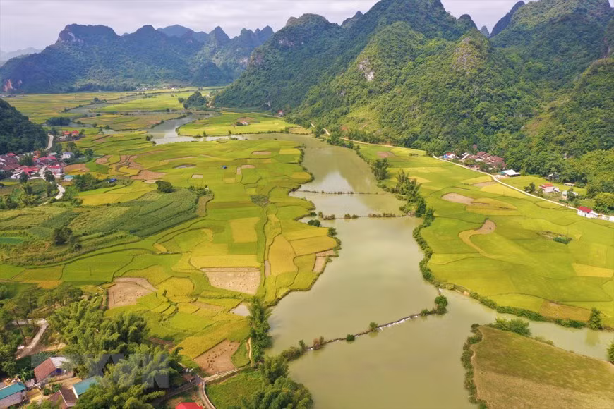 Temporada de arroz maduro en hermosa provincia vietnamita de Cao Bang ảnh 1 Temporada de arroz maduro en hermosa provincia vietnamita de Cao Bang ảnh 1
