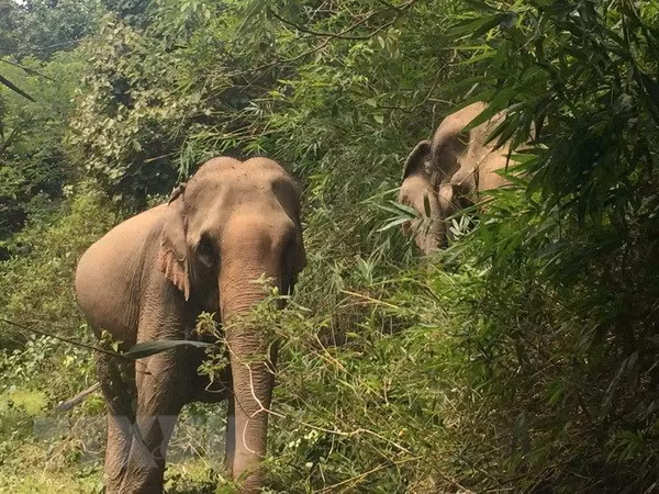 Destacan en Vietnam importancia de conservación de la biodiversidad ảnh 1 Destacan en Vietnam importancia de conservación de la biodiversidad ảnh 1