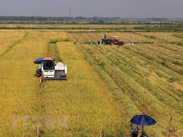 Jóvenes vietnamitas invierten en agricultura limpia ảnh 1 Jóvenes vietnamitas invierten en agricultura limpia ảnh 1