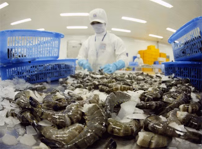 Vietnam apunta obtener 4,8 mil millones de dólares de exportaciones de camarones ảnh 1