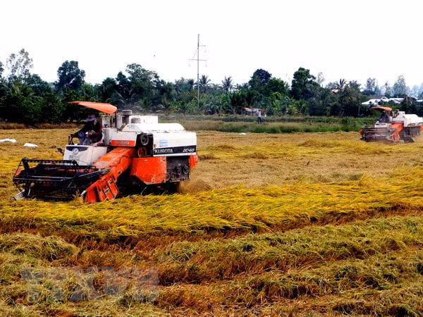 Tendencia creciente de exportaciones de arroz de alta calidad en Vietnam ảnh 1