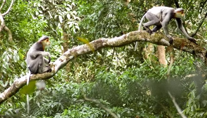 Provincia vietnamita emprende proyecto para proteger especie amenazada de primate ảnh 1 Provincia vietnamita emprende proyecto para proteger especie amenazada de primate ảnh 1