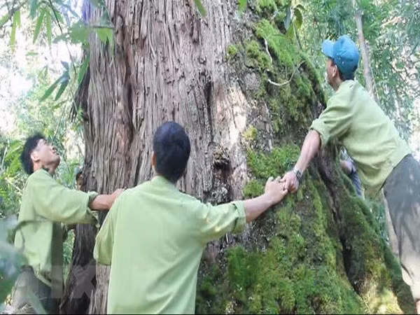 Descubren en Vietnam árbol Fokienia hodginsii de mil años ảnh 1