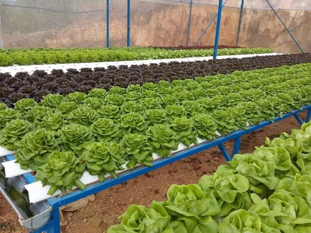 Vietnam busca disminuir uso de productos fitosanitarios tóxicos ảnh 1