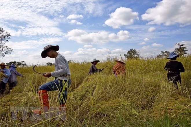 Gobierno de Tailandia aprueba crédito para estabilizar los precios de arroz ảnh 1