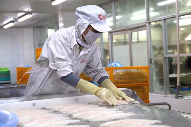 Exportaciones del pescado Tra vietnamita a China registran abrupto aumento ảnh 1 Exportaciones del pescado Tra vietnamita a China registran abrupto aumento ảnh 1