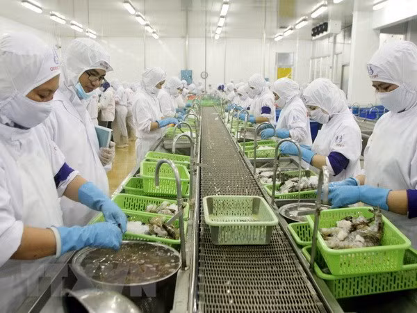 Ca Mau: alta meta de exportación de camarones ảnh 1