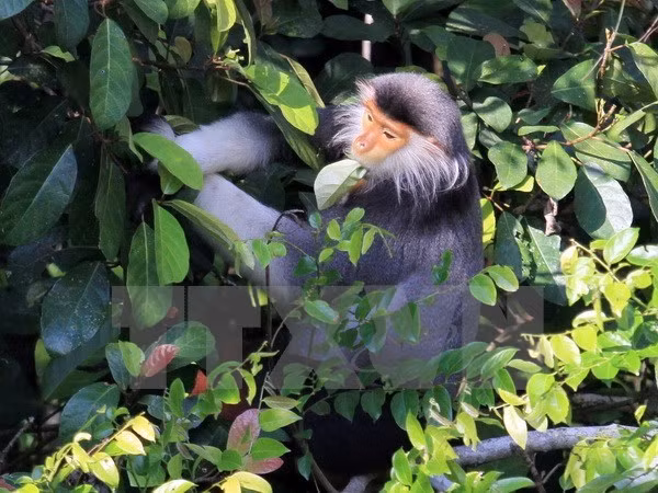 Provincia vietnamita realiza proyecto para proteger primates raros ảnh 1