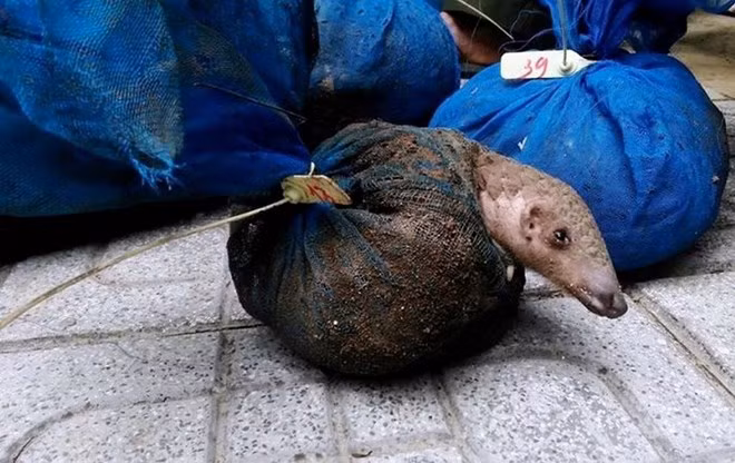 Vietnam perfecciona capacidad judicial sobre comercio ilegal de animales salvajes ảnh 1 Vietnam perfecciona capacidad judicial sobre comercio ilegal de animales salvajes ảnh 1