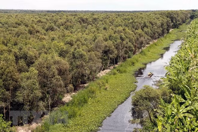 Acelera Vietnam labores de restauración de bosques ảnh 1