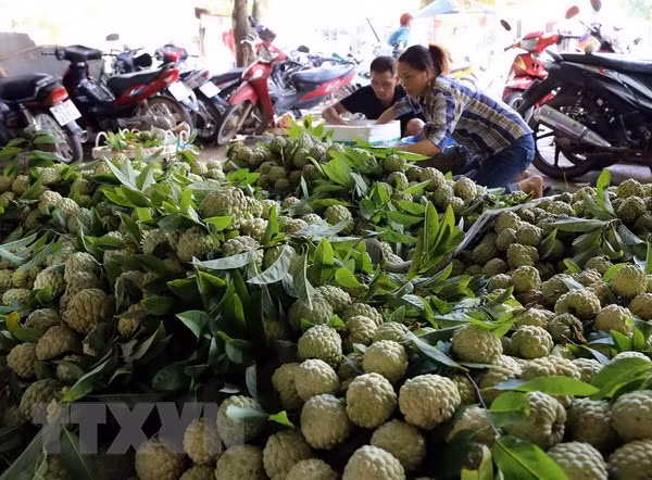 Vietnam y China robustecen comercio de productos agroacuícolas ảnh 1