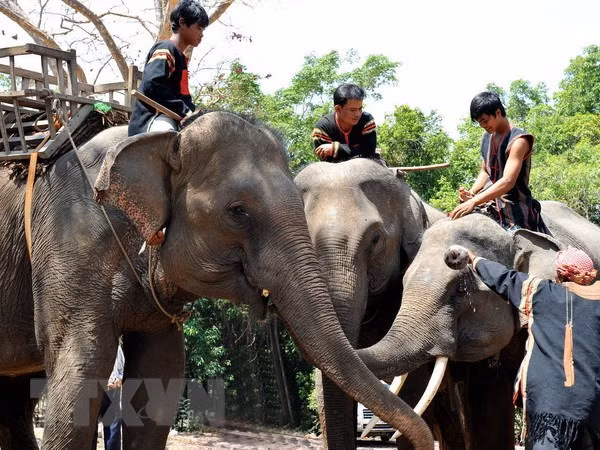 Vietnam desarrollará modelo turístico amigable con elefantes ảnh 1 Vietnam desarrollará modelo turístico amigable con elefantes ảnh 1