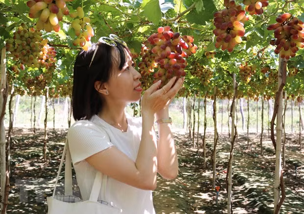 Expertos vietnamitas proponen soluciones para favorecer exportación de productos agrícolas en el contexto del COVID-19 ảnh 1