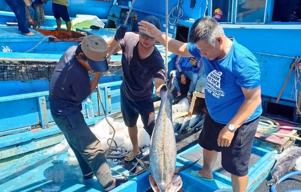 Provincia vietnamita de Kien Giang refuerza medidas contra pesca ilegal ảnh 1