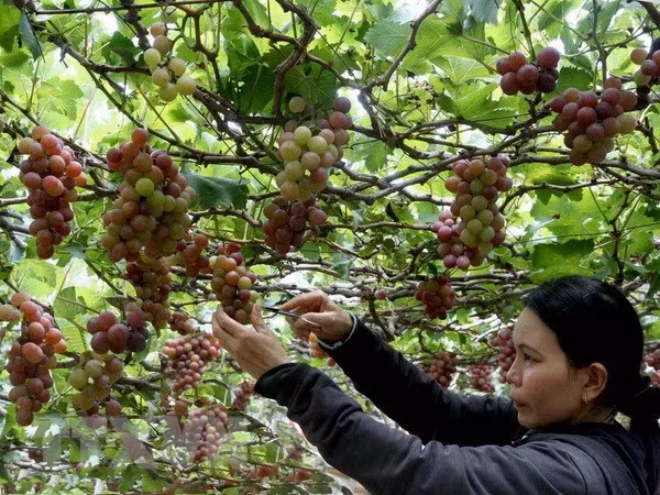 Vietnam prioriza el desarrollo del turismo agrícola ảnh 1 Vietnam prioriza el desarrollo del turismo agrícola ảnh 1