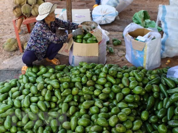 Localidades altiplánicas de Vietnam impulsan la siembra de frutas ảnh 1