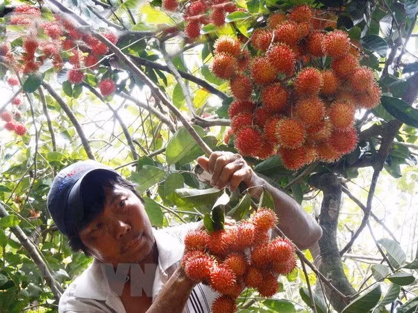 Vietnam exportará rambután a Nueva Zelanda ảnh 1