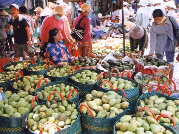 Vietnam exportará famoso mango Hoa Loc a Singapur ảnh 1
