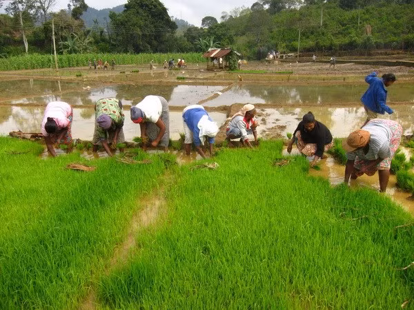 Myanmar recauda fondo multimillonario por exportaciones de arroz en año fiscal 2017- 2018 ảnh 1 Myanmar recauda fondo multimillonario por exportaciones de arroz en año fiscal 2017- 2018 ảnh 1