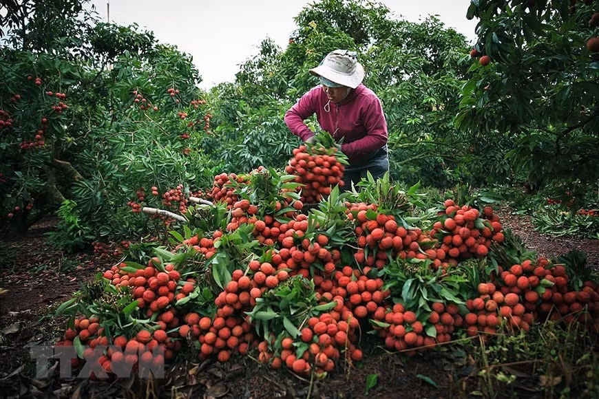 Provincia vietnamita de Bac Giang ingresa 300 millones de dólares por las ventas de lichi ảnh 1