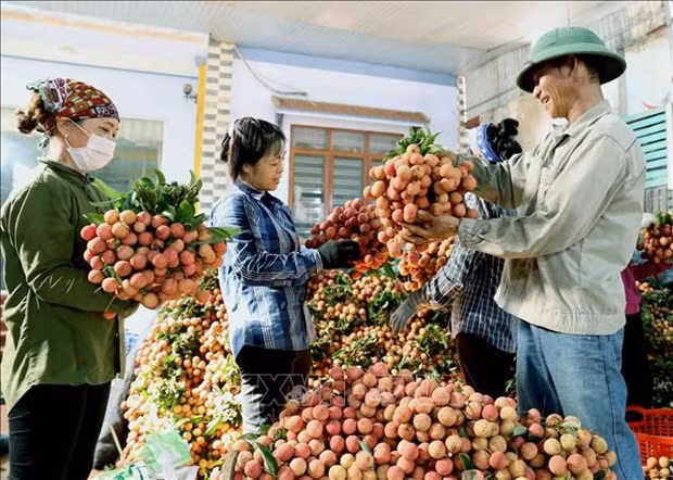 Empresas vietnamitas buscan aumentar exportaciones a China ảnh 1