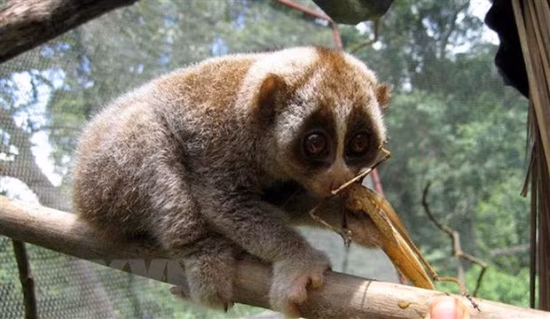 Conservan especies raras de loris en reserva natural de provincia centrovietnamita ảnh 1