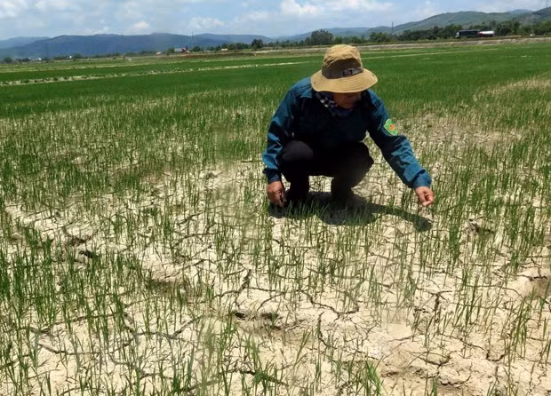 Enfrentan sequía miles de hectáreas de cultivos en región central de Vietnam ảnh 1