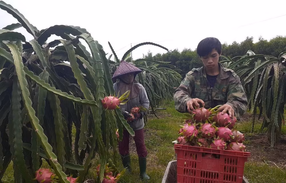 Varios productos agrícolas de provincia de Tien Giang mejoran competitividad ảnh 1