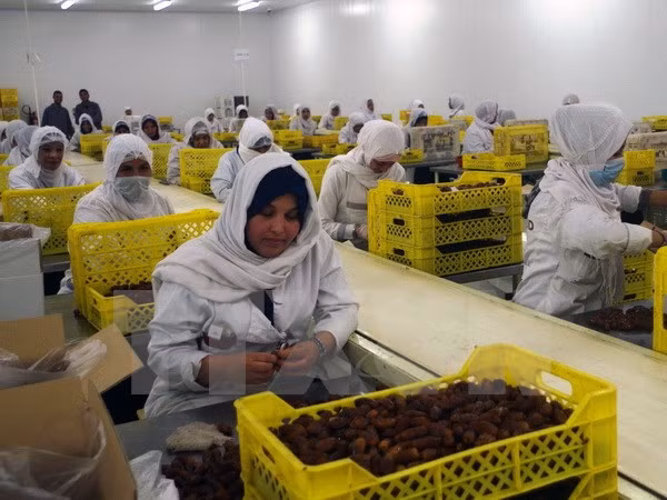 Argelia busca exportar dátil a Vietnam ảnh 1