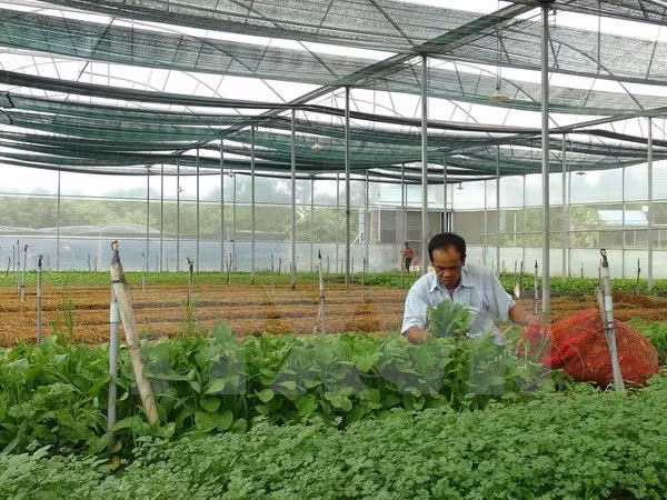 Vietnam coopera con Japón en mejoramiento de cadenas de producción agrícola limpia ảnh 1 Vietnam coopera con Japón en mejoramiento de cadenas de producción agrícola limpia ảnh 1