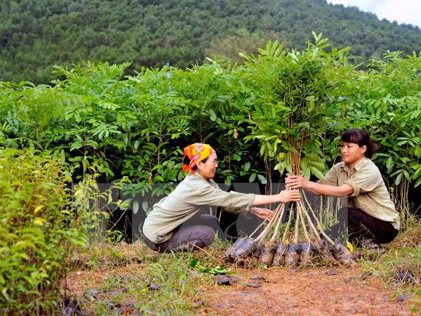 Plantan siete mil árboles en humedal de Lang Sen ảnh 1