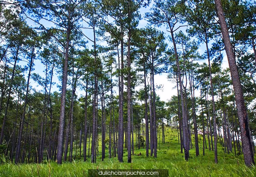 UE concede 3,3 millones de dólares a Camboya para protección forestal ảnh 1 UE concede 3,3 millones de dólares a Camboya para protección forestal ảnh 1