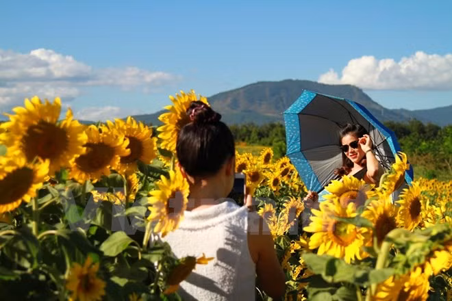 Promoverán productos agrícolas y turísticos de Lam Dong en Festival de Flores Da Lat ảnh 1