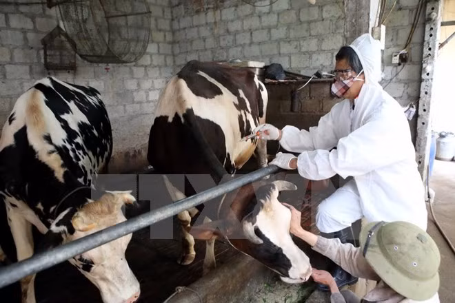 Vietnam produce vacuna contra fiebre aftosa ảnh 1 Vietnam produce vacuna contra fiebre aftosa ảnh 1