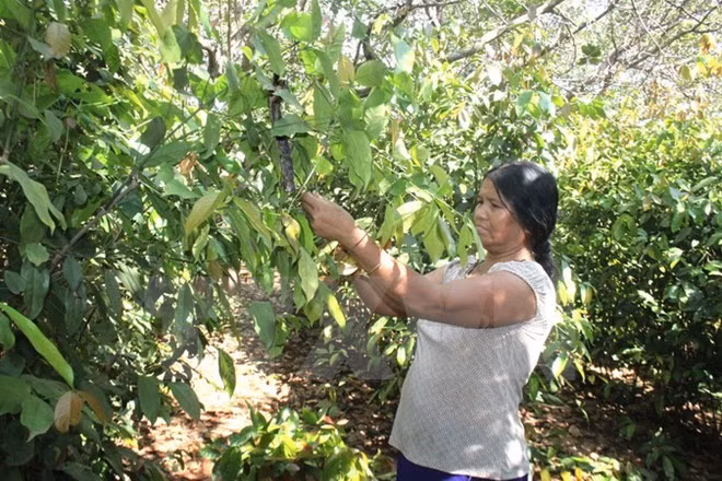 Vietnam y Camboya establecerán una vasta área de producción de anacardos ảnh 1