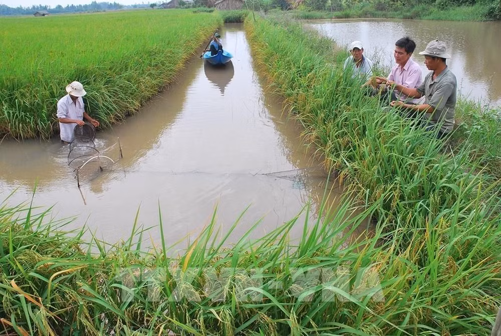 Agricultura vietnamita adopta soluciones para implementar compromisos de COP26 ảnh 2